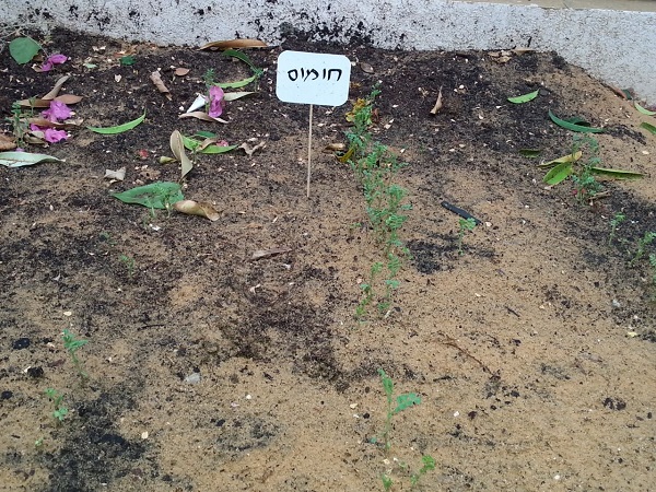 מהגינה לצלחת